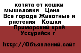 котята от кошки мышеловки › Цена ­ 10 - Все города Животные и растения » Кошки   . Приморский край,Уссурийск г.